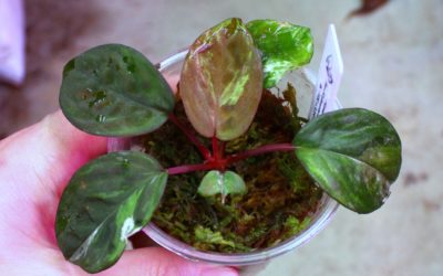 Homalomena sp. ‘Variegated’ Kalimantan Barat Nanga Mahap