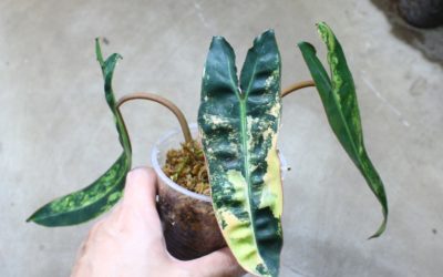 フィロデンドロン　ビレッティア斑入り