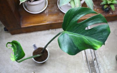 Monstera deliciosa green mint mutation from Japan 国内実生増殖株管理No.7
