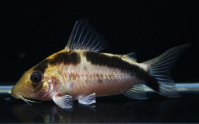 LNエヴェリナエ 　コロンビア