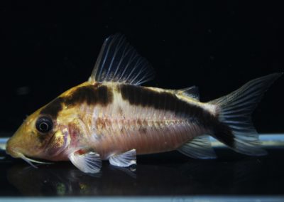 LNエヴェリナエ 　コロンビア