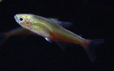 グリーンファイヤーテトラ パンタナル