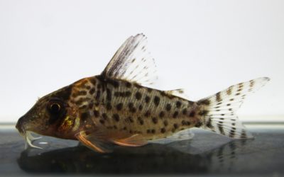 キンチャン　ロンドニア（11）