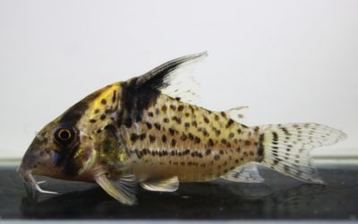 SNキンチャン　ロンドニア（15）