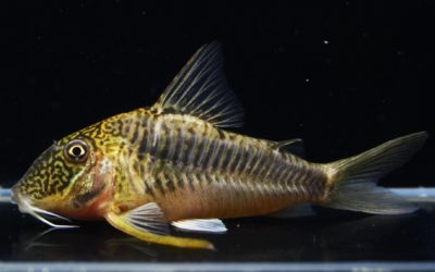 ゲオフロイ　オス（3）