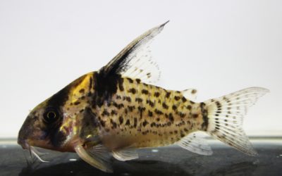 SNキンチャン　ロンドニア（5）