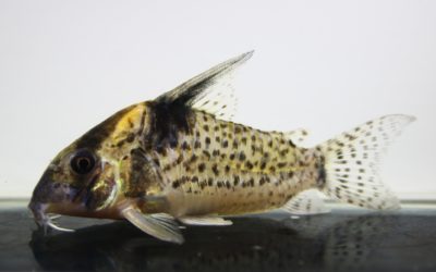 SNキンチャン　ロンドニア（7）