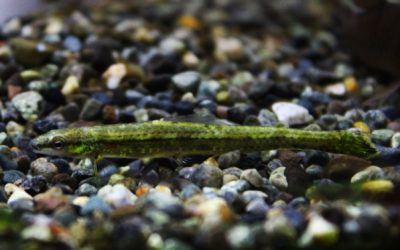 グリーンダータテトラ　ウルブー