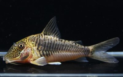 ゲオフロイ　メス（1）