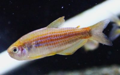 インパイクティス パラウアピランガ ブリード