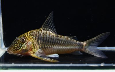 ゲオフロイ　オス（1）