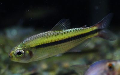 ブラックラインシャラクテトラ