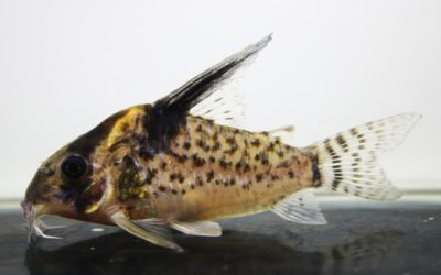 SNキンチャン　ロンドニア（1）