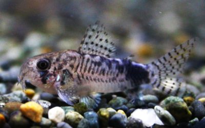 ミラグロ　ブリード