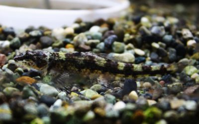 ブラックゴビージェットダータ　ウルブー