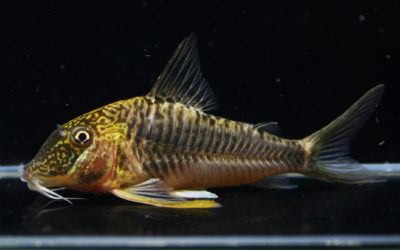 ゲオフロイ　オスのみ