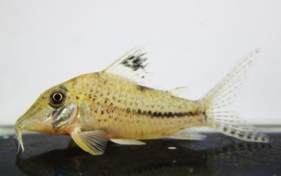 クリスチーナ（2）