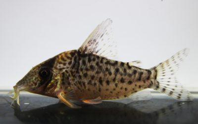 キンチャン　ロンドニア（8）