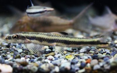 パロドン ギアネンシス マロニーリバー スリナム