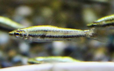 プラチナディグラムスペンシル ウルブー