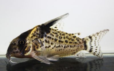 SNキンチャン　ロンドニア（6）