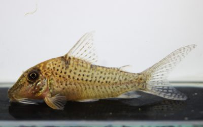 ニュークリスチーナ（2）