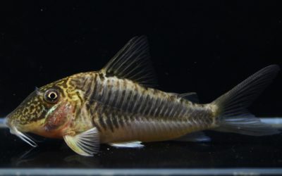 ゲオフロイ　メス（2）