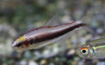 ブラックインパイクティステトラ