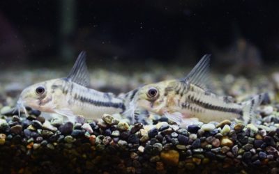 ボエセマニー　スリナム