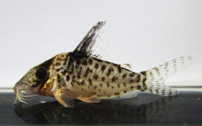 キンチャン　ロンドニア（1）