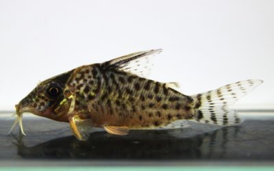 キンチャン　ロンドニア（10）