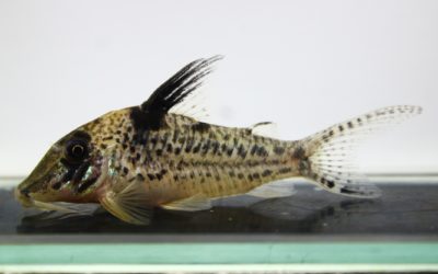 LNキンチャン　ロンドニア（1）