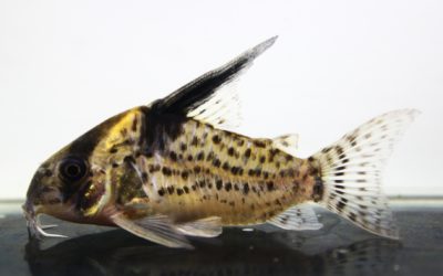 SNキンチャン　ロンドニア（4）