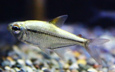 プラチナウルレイテトラ　パンタナル　　