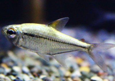 プラチナウルレイテトラ　パンタナル　　