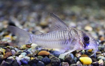 ロンドニアグリセウス