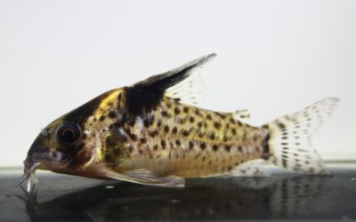 SNキンチャン　ロンドニア（14）