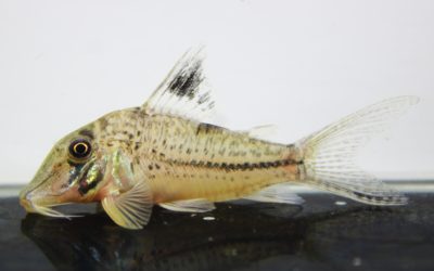 クリスチーナ（3）