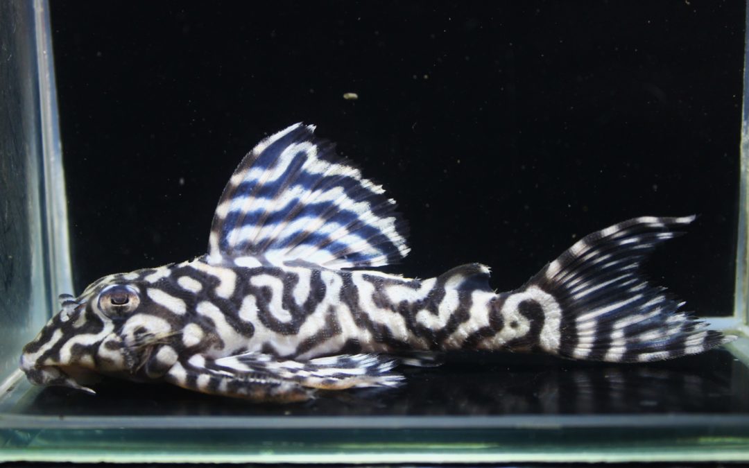 第二メロン　F2　TRブリード（1）