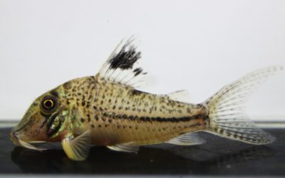 クリスチーナ（1）