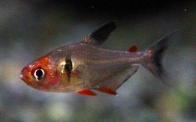 ファイヤーファントムテトラ