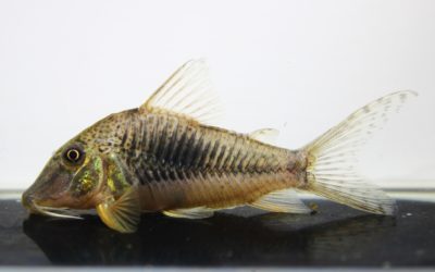 ロンドニアⅦ（1）