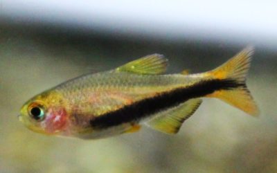 オレンジデビルテトラ ブリード