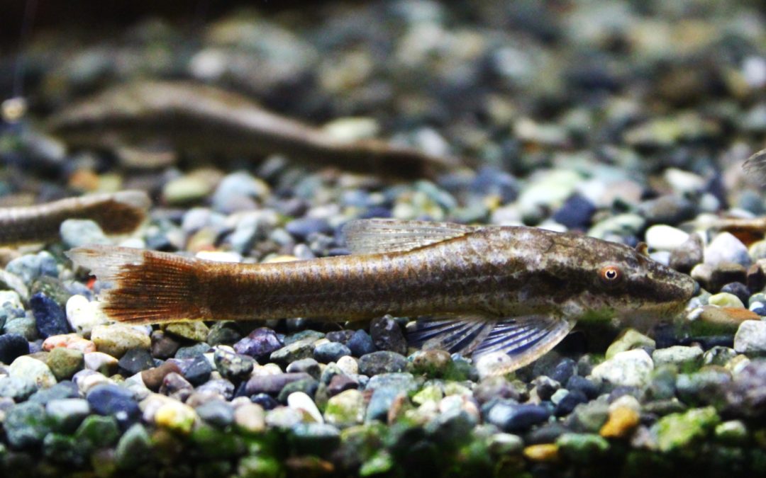 ヒソノータスsp．