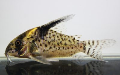 SNキンチャン　ロンドニア（10）