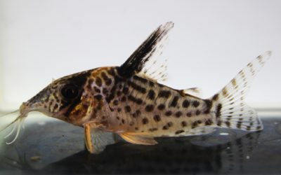 キンチャン　ロンドニア（5）