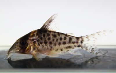 キンチャン　ロンドニア（6）