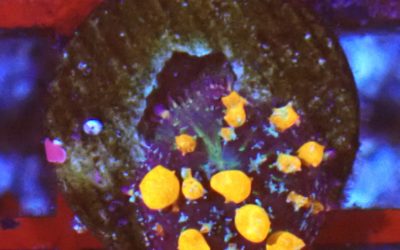 バウンスディスク