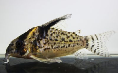 SNキンチャン　ロンドニア（9）