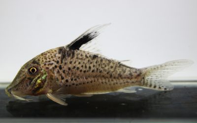 LNキンチャン　ロンドニア（3）